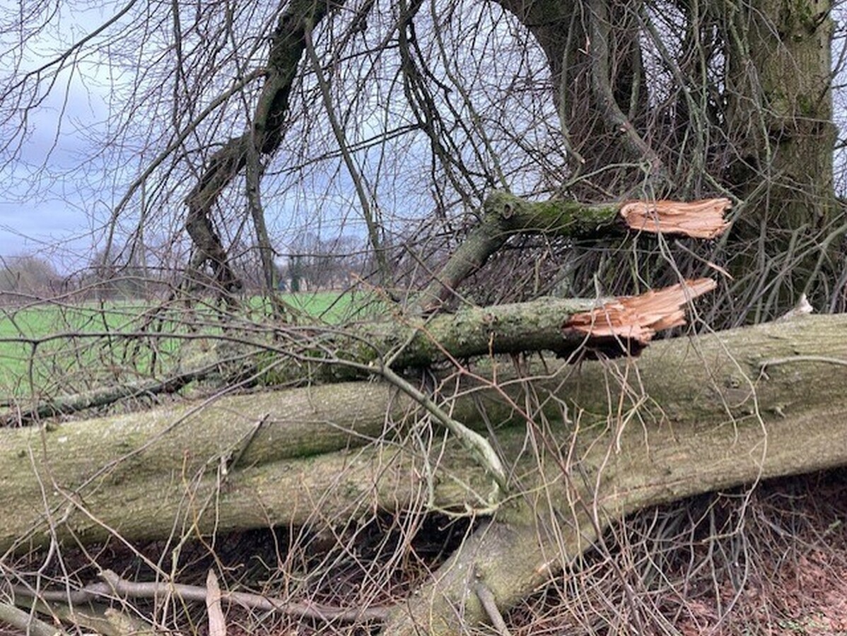 Pair of Broken Boughs